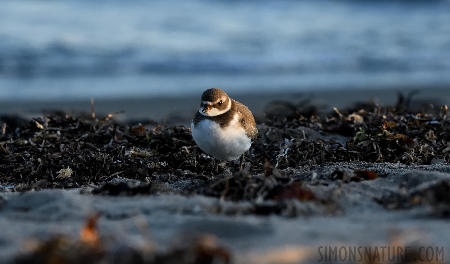 Charadrius semipalmatus [400 mm, 1/640 sec at f / 8.0, ISO 1600]